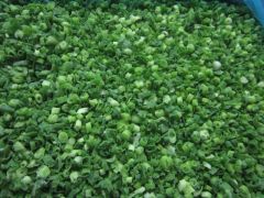 Top Quality and Texture Frozen Spring Onion IQF Green Onion Style Whole Origin China Processing IQF HS Code 0710229000 Storage Temperature - Image 3