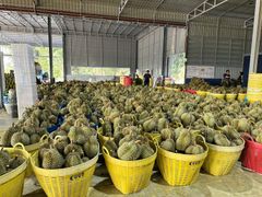 Durian – product photo 14, product detail gallery
