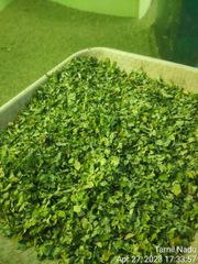 Moringa Leaf - Image 2