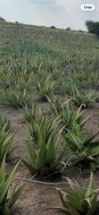 ALOEVERA GEL Texture Gel Purity High - Image 4