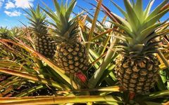 Premium Fresh Kenyan Pineapple – Export Quality | 12kg Box - Image 2