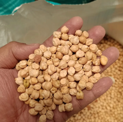 Best Brands Chickpeas – Nutritious, Versatile & Naturally Wholesome 500g to 10kg Quality Chickpeas Ready Supply - Image 2
