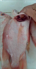 RED SNAPPER - HIGH QUALITY Type FROZEN Packaging BOX Color Vibrant Red Skin Flavor Delicately Sweet Texture Firm White Flesh - Image 1
