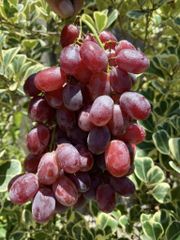 FRESH RED CRIMSON SEEDLESS GRAPES FOR SALE - CLASS 1 EXPORT QUALITY SEEDLESS GRAPES FROM SOUTH AFRICA – product photo 4, product detail gallery