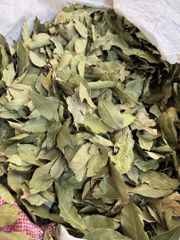 Bay Leaf Color Green Condition Free Of Twigs And Yellow - Image 1