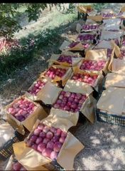 Luxury red and white apples - Image 1