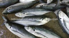 Whole Round Frozen Seafood Hardtail Scad Fish MOQ 28 Mt Origin China Model NO. H-B Original China Shelf Life 1 Year HS Code - Image 1