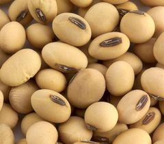 Export Quality Soybeans Suitable For Oil Extraction Animal Nutrition Food Processing And Agricultural Trading - Image 4