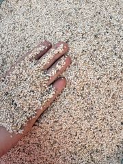 Seseme seeds – product photo 4, product detail gallery