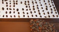 Cocoa Beans – product photo 1, product detail gallery