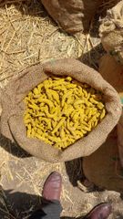 Turmeric finger double polished – product photo 4, product detail gallery