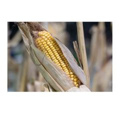 Fresh Sweet Corn Yellow Corn on Cob Farm Fresh Premium Quality Wholesale - Image 3