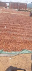 Dry cocoa seeds - Image 2