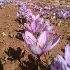 Premium Saffron Dried Red Stigmas – Super Negin / Negin / Sargol – product photo 1, product detail gallery