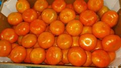 Mandarins W. Murcott Place of Origin Peru Packaging 10 kg / 15 - Image 2