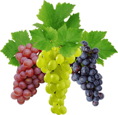 Agriculture, Food & Beverage - Image 1