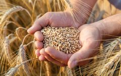 Milling Wheat for Bread Flour Production with Reliable Grain Characteristics for Professional Bakers - Image 1