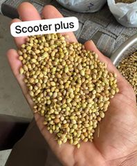Coriander Seed - Image 3