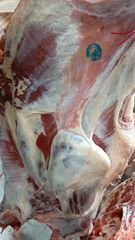 100%  Fresh Chilled Bull Beef - Image 5