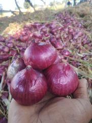 Fresh Red Onion (Indian Origin) – product photo 3, product detail gallery