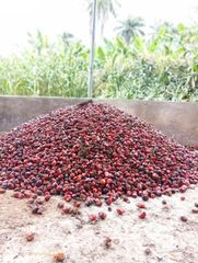 Palm Oil Color Golden Purity 100% Pure Impurity Status Free From Impurities Packaging Options Drums, Jerry Cans, Bulk Applications Cooking, Food Processing, Cosmetics, Soap Production, - Image 1