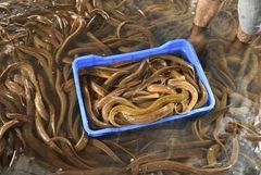 Live eel fish - Image 1