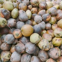 Semi-husked coconut – product photo 5, product detail gallery