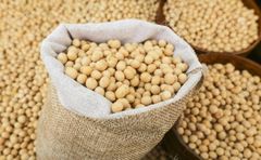 Premium Soybean Natural Fresh Bulk - Image 2