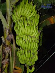 Cavendish Banana – product photo 2, product detail gallery