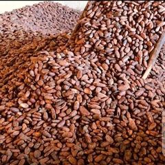 Sun Dried Cocoa Beans Whassapp +237671503419 - Image 5