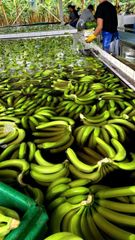 Natural Fresh Cavendish Banana Export from Vietnam with Consistent Quality for Global Wholesale Buyers - Image 5