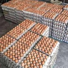 Wholesale Fresh Brown Eggs Distribution - Image 1