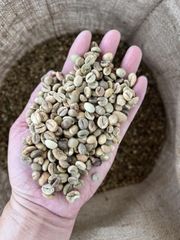 ROBUSTA COFFEE BEANS Aroma Earthy Body Full Body Admixture 0.5% Max Packaging 60KG BAGS Foreign Matter 0.5% Max Moisture Content 13% Max - Image 2