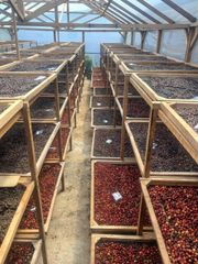 Robusta Coffee Beans – Kerinci Origin – Premium Export Quality - Image 5