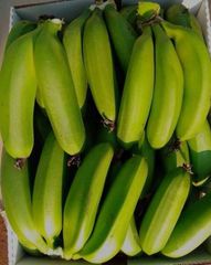 horn plantain Packaging 10kg Crates Product Type Fresh Horn Plantain - Image 1