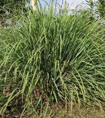 lemon Grass - Image 4