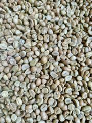 Indonesian Robusta Green Coffee Beans Grade 1 Special Quality Reliable Supply For Bulk - Image 2
