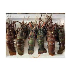 Premium Frozen Lobster Whole Round Selection With Rich Texture Clean Processing And 98% Natural Freshness – product photo 5, product detail gallery