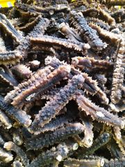 Dried Sea Cucumber Prickly - Image 1