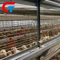 H Frame Automatic Feeding System Farming Poultry Equipment Battery Cage - Image 4