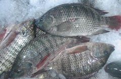 Bulk frozen whole black tilapia for export standard - Image 4