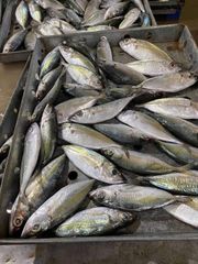 BIG EYE SCAD FOR HIGH QUANTITY WHOLESALE Ph Value Na Style Frozen Content Fish Additives Na Variety Bigeye Weight - Image 3