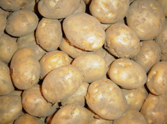 Fresh Potato – product photo 2, product detail gallery