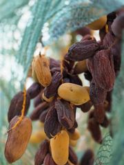 Dates and citrus fruits - Image 2