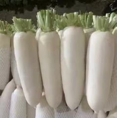 white radish Color White Texture Crisp, Juicy Weight 0.5–2kg Per Piece Origin Premium Planting Areas In China Logistics Reliable Cold-chain Logistics - Image 1