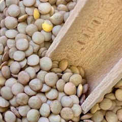 Export Quality Green Lentils Delivering Rich Plant Protein Source With Carefully Sorted Premium Crop Selection - Image 5