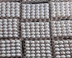 Wholesale Fresh White Chicken Eggs Supply - Image 1