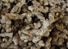 FRESH ELEPHANT GINGER FROM INDONESIA - HIGH QUALITY ORGANIC SPICES FOR WHOLESALE EXPORT - Image 1
