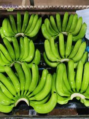 Fresh Green Cavendish Banana – Vietnam Export Quality Supplier - Image 3