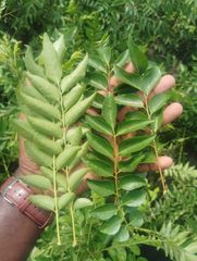 Fresh Curry Leaves - Image 4